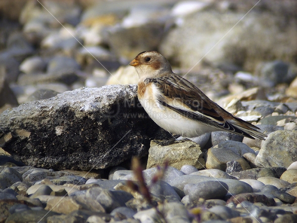 Klikni za ogled večje slike