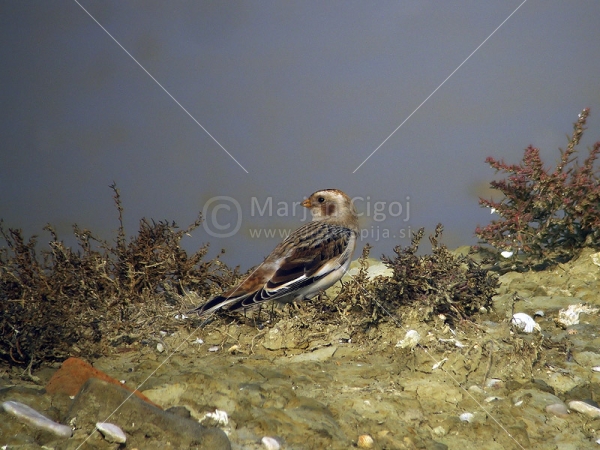 Klikni za ogled večje slike