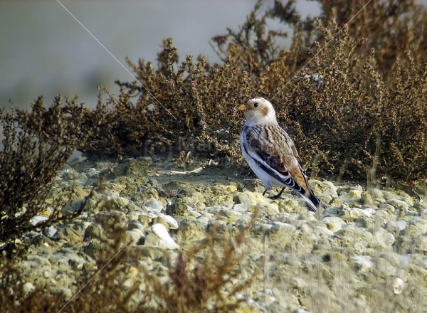 Klikni za ogled večje slike