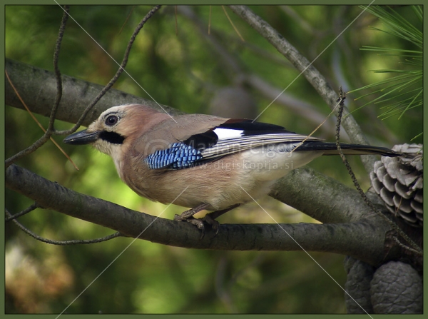 Klikni za ogled večje slike