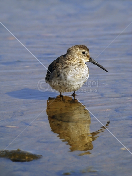 Klikni za ogled večje slike