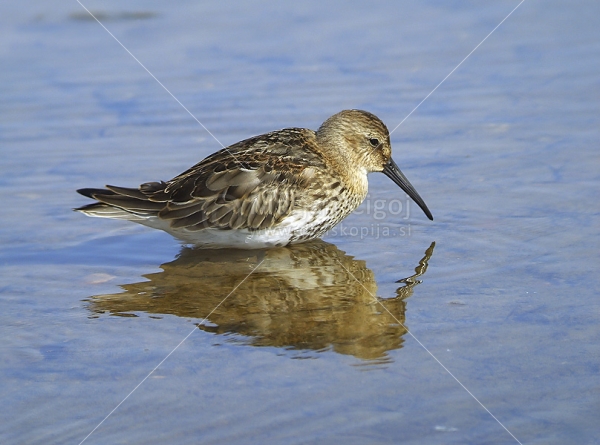 Klikni za ogled večje slike
