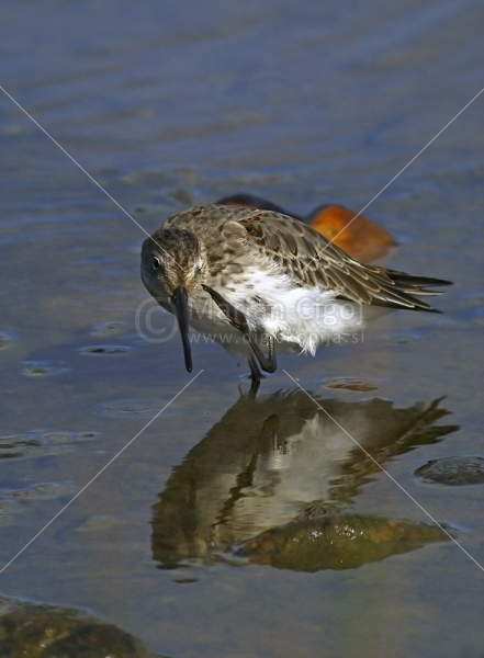 Klikni za ogled večje slike