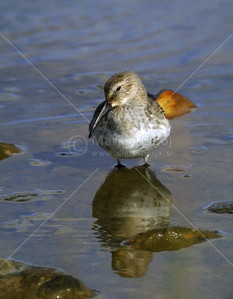 Klikni za ogled večje slike