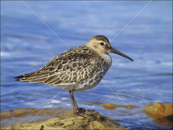 Klikni za ogled večje slike