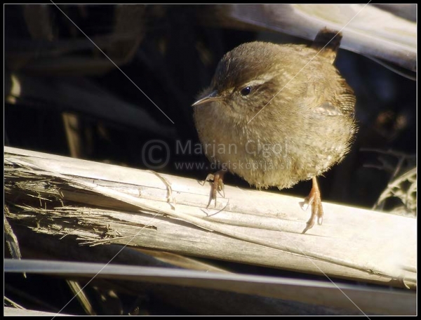 Klikni za ogled večje slike