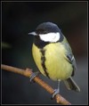 Velika_sinica_Great_tit_02.jpg