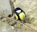 Velika_sinica_Great_tit_04.jpg