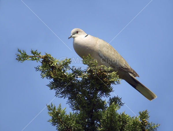 Klikni za ogled večje slike
