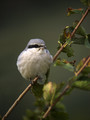 Veliki_srakoper_Great_grey_shrike_04.jpg