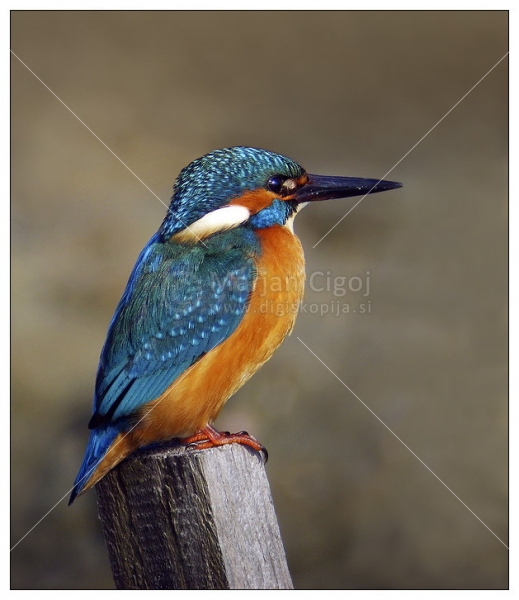 Klikni za ogled večje slike