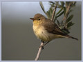 Vrbja_listnica_Chiffchaff_01.jpg