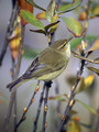 Vrbja_listnica_Chiffchaff_02.jpg