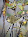 Vrbja_listnica_Chiffchaff_03.jpg