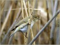 Vrbja_listnica_Chiffchaff_04.jpg