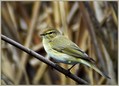 Vrbja_listnica_Chiffchaff_06.jpg