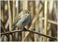 Vrbja_listnica_Chiffchaff_07.jpg