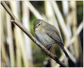 Vrbja_listnica_Chiffchaff_08.jpg