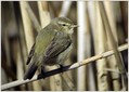 Vrbja_listnica_Chiffchaff_09.jpg