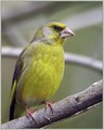 Zelenec_Greenfinch_08.jpg