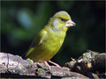 Zelenec_Greenfinch_13.jpg