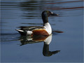 Zlicarica_Pintail_04.jpg