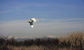 Labod_grbec_Mute_swan_Cygnus_olor_05.jpg