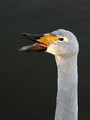 Ime datoteke=Labod_pevec_Whooper_swan_Cygnus_olor_04.jpg
Velikost datoteke=181KB
Dimenzija=600x800
Datum objave=26.01.2008 Labod_pevec_Whooper_swan_Cygnus_olor_04.jpg