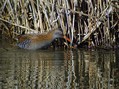 Mokoz_Water_rail_02.jpg