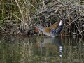 Mokoz_Water_rail_03.jpg