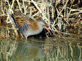 Mokoz_Water_rail_04.jpg