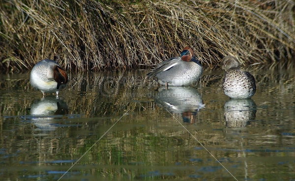 Klikni za ogled večje slike