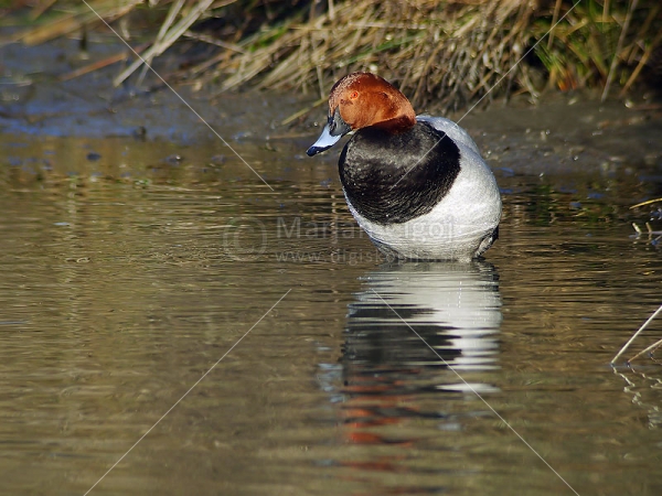 Klikni za ogled večje slike