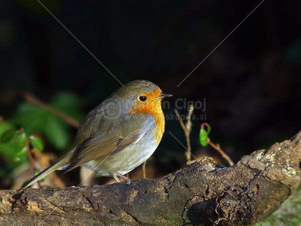 Klikni za ogled večje slike