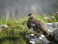Belka_Ptarmigan_07.jpg