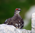 Belka_Ptarmigan_08.jpg