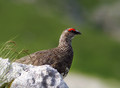 Belka_Ptarmigan_09.jpg