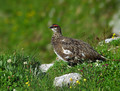 Belka_Ptarmigan_10.jpg