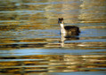 Copasti_ponirek_Great_crested_grebe_05.jpg