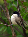 Gorska_sinica_Willow_tit_01.jpg