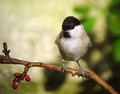 Gorska_sinica_Willow_tit_04.jpg
