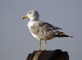 Rumenonogi_galeb_Yellow_legged_gul_04.jpg