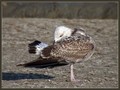Rumenonogi_galeb_Yellow_legged_gull_01.jpg