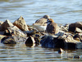 Beloceli_dezevnik_Kentish_plover_Charadrius_alexandrius_01.jpg
