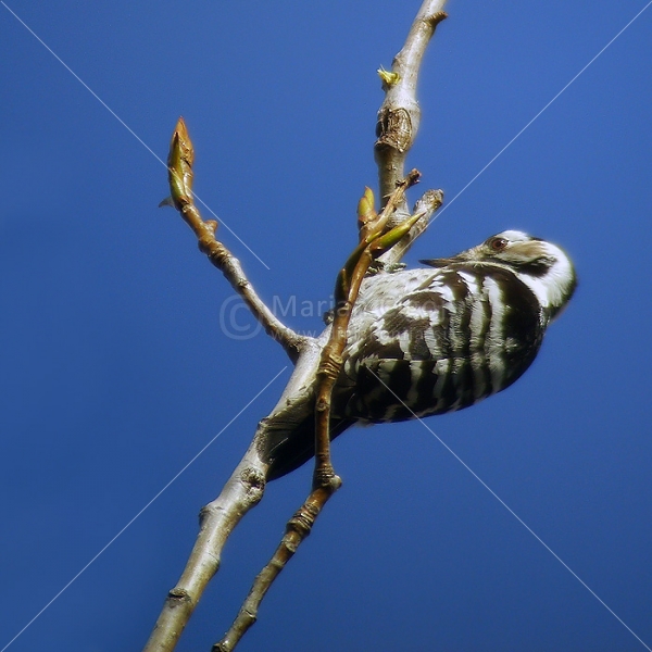 Klikni za ogled večje slike