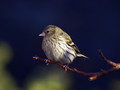 Cizek_Siskin_Carduelis_spinus__05.jpg