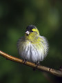 Cizek_Siskin_Carduelis_spinus__07.jpg