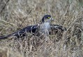 Skobec_Sparrowhawk_07.jpg