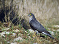 Skobec_Sparrowhawk_08.jpg