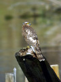 Skobec_Sparrowhawk_09.jpg
